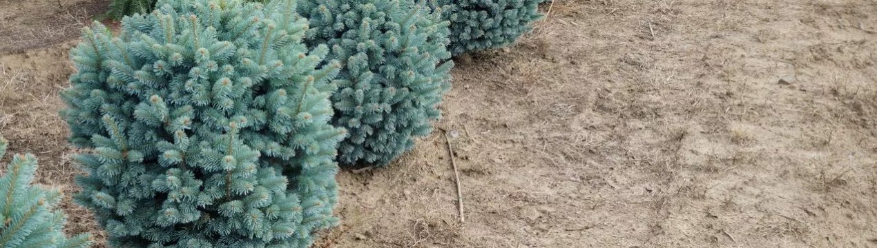 Описание пихты горной Компакта, её посадка и уход