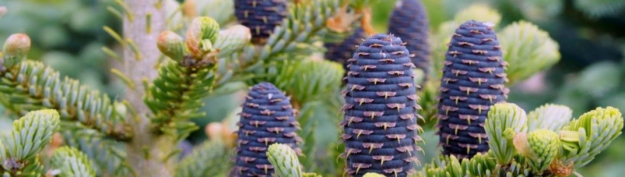 Застосування і види корейської пихти