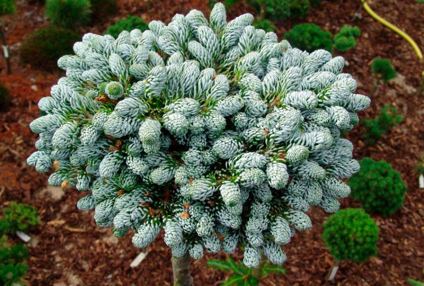 Корейська смерека