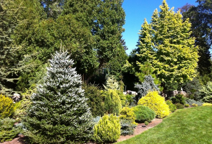 Корейська пихта в ландшафтному дизайні