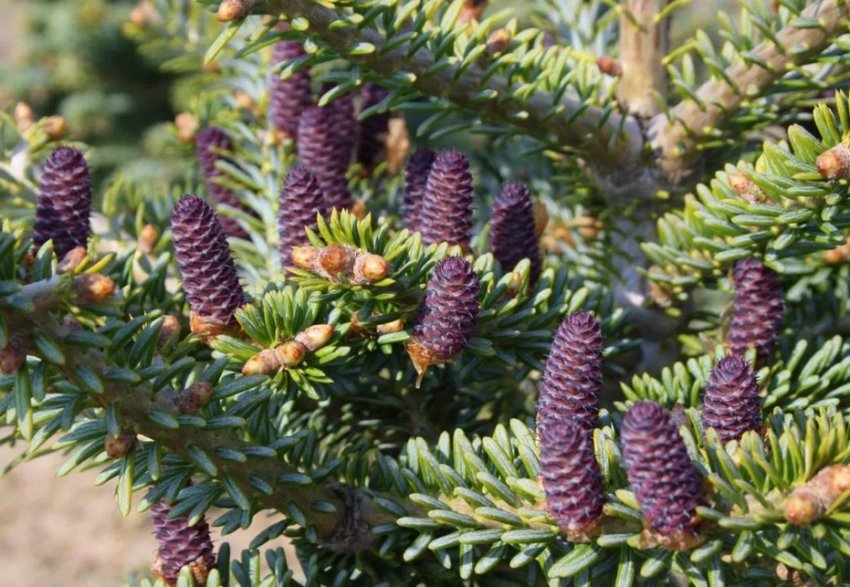 Смерека корейська Блю Емперор