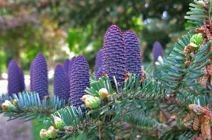 Смерека корейська Сильберлок