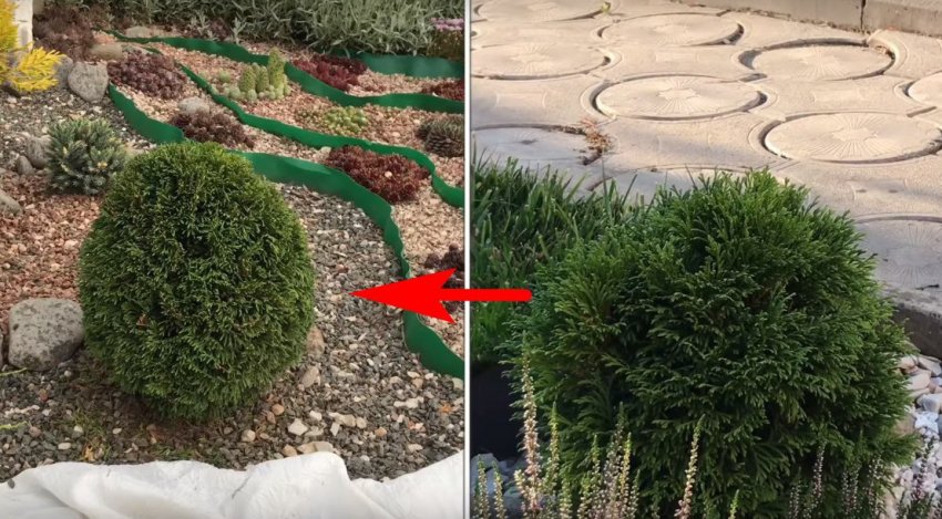 Стрижка туї кулею Стрижка туї кулею