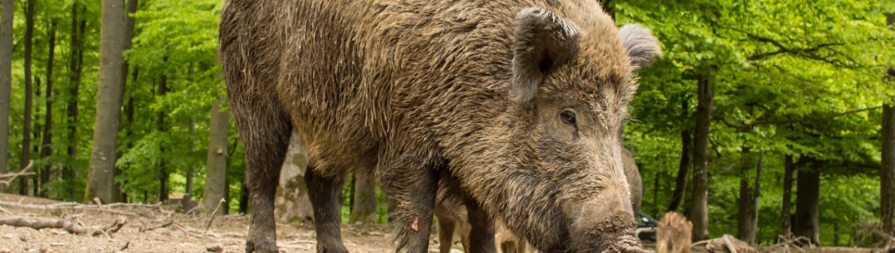 Південна Корея будує паркан від АЕС