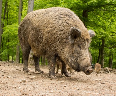 Південна Корея будує паркан від АЕС