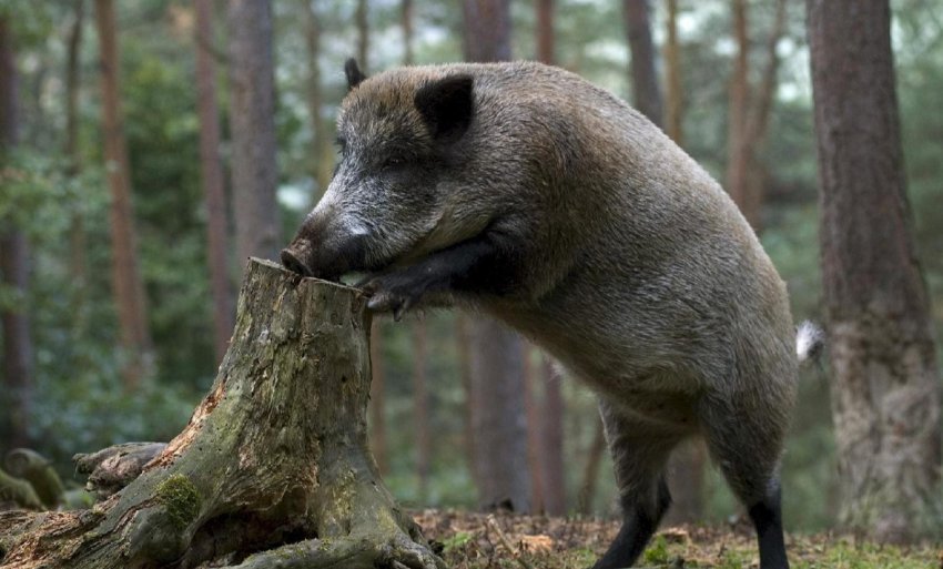 Південна Корея будує паркан від АЧС