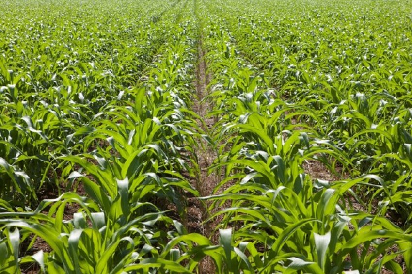 Syngenta вкладе в сільське господарство 2 мільярди доларів Syngenta вкладе в сільське господарство 2 мільярди доларів