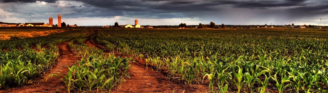 Syngenta інвестує два мільярди доларів у сільське господарство