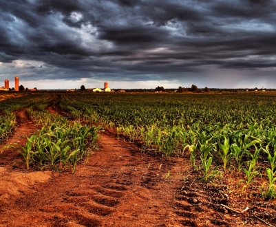 Syngenta інвестує два мільярди доларів у сільське господарство