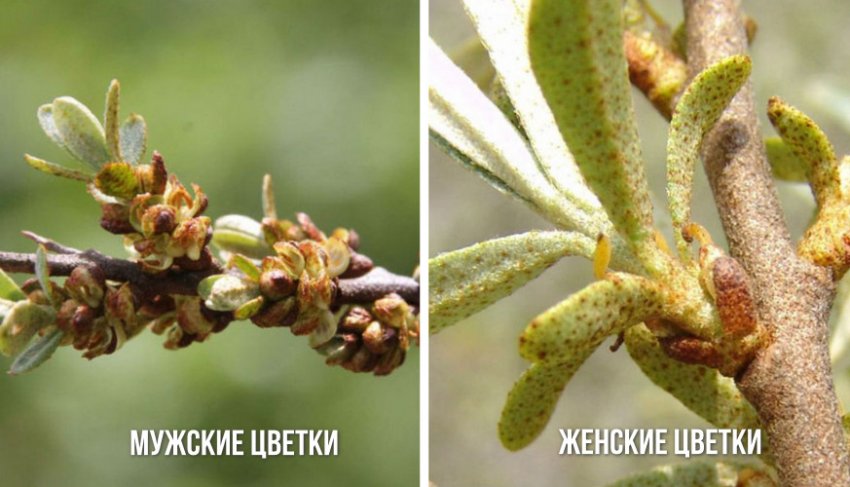 Чоловічі та жіночі квіти обліпихи Чоловічі та жіночі квіти обліпихи