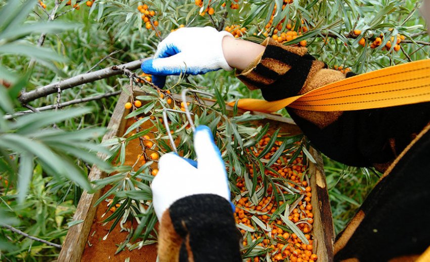 Збір врожаю обліпихи Збір врожаю обліпихи