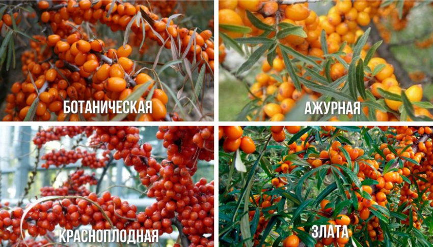 Сорти обліпихи Сорти обліпихи