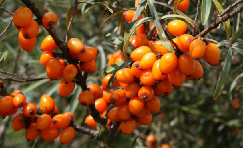 Обліпиха Лейкора Обліпиха Лейкора