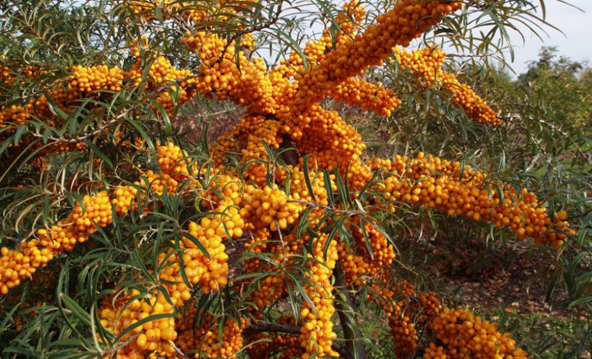 Обліпиха Орандж Енерджі Обліпиха Орандж Енерджі