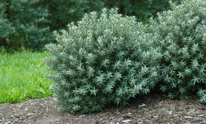 Обліпиха Хикул Обліпиха Хикул