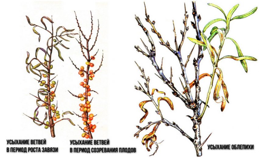 Висихання обліпихи при фузаріозі Висихання обліпихи при фузаріозі