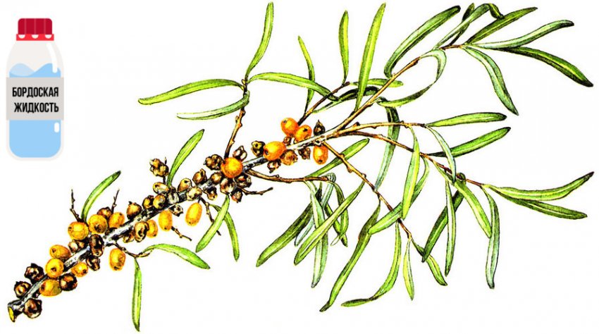 Ендомікоз обліпихи Ендомікоз обліпихи