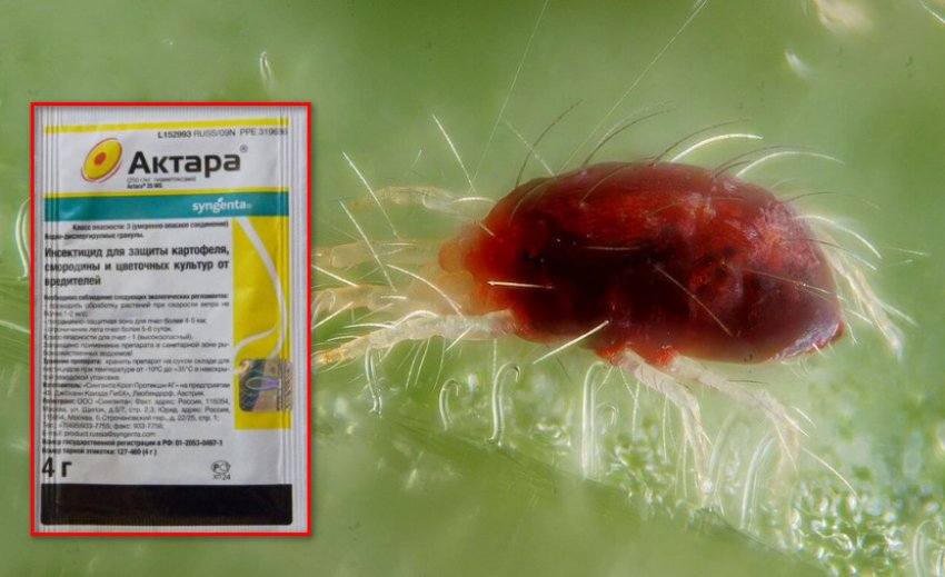 Боротьба з павуковим кліщем Боротьба з павуковим кліщем