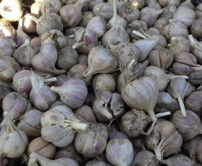 Часник озимий «Любаша»: опис, агротехніка вирощування