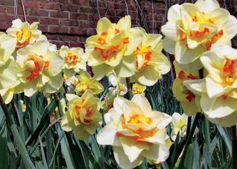 Нарцисс Таити, описание и особенности цветка