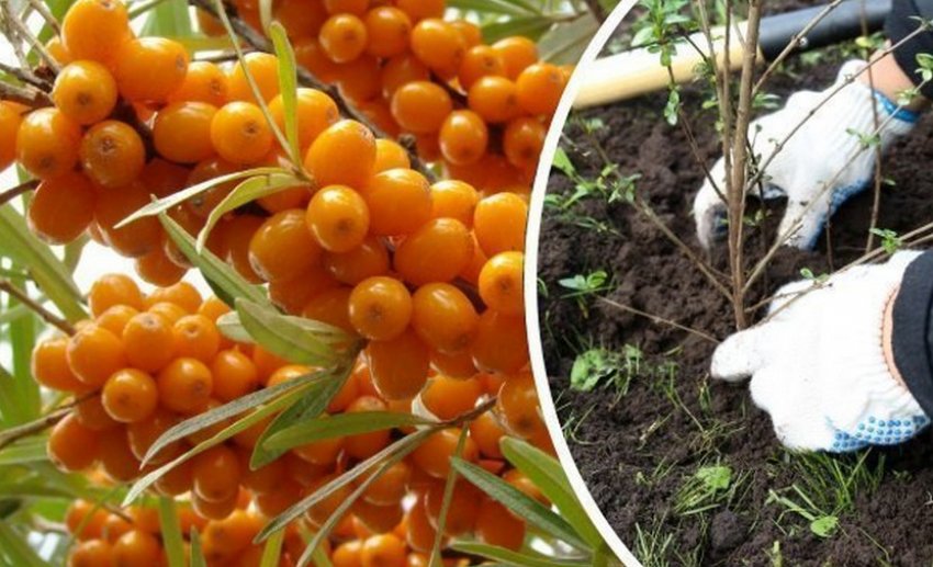 Посадка обліпихи Посадка обліпихи