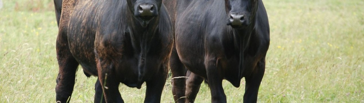 У Тернопільській області відкрилися перші родинні молочні ферми