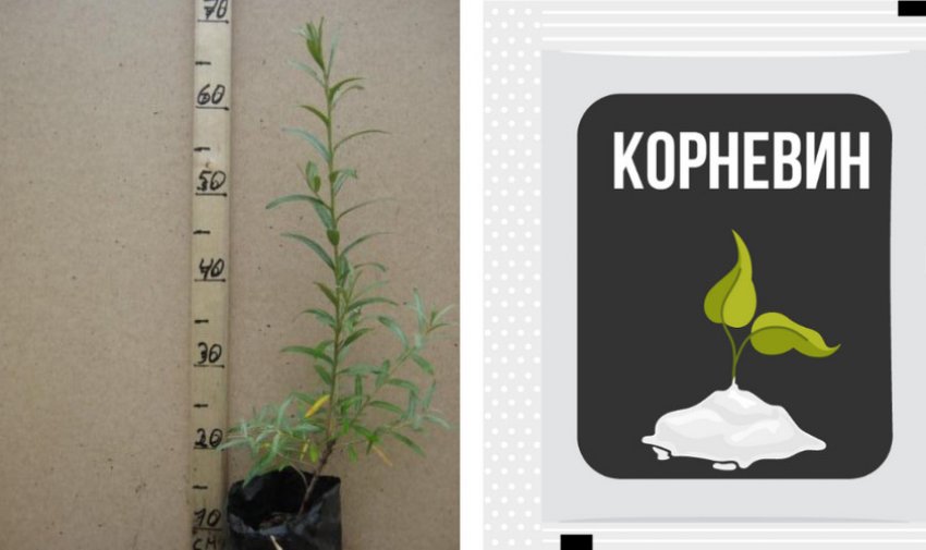 Підготовка саджанця обліпихи до посадки Підготовка саджанця обліпихи до посадки