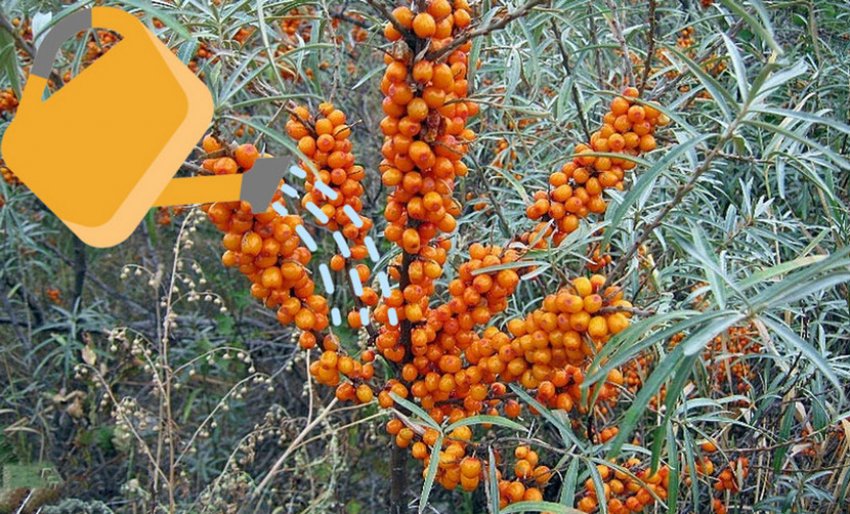 Полив облепихи Полив облепихи