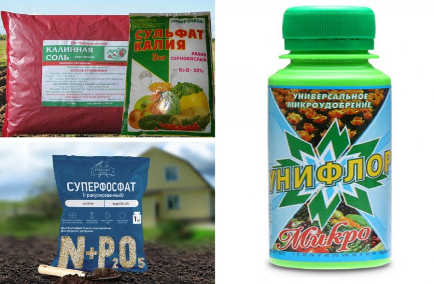 Удобрения для облепихи Удобрения для облепихи