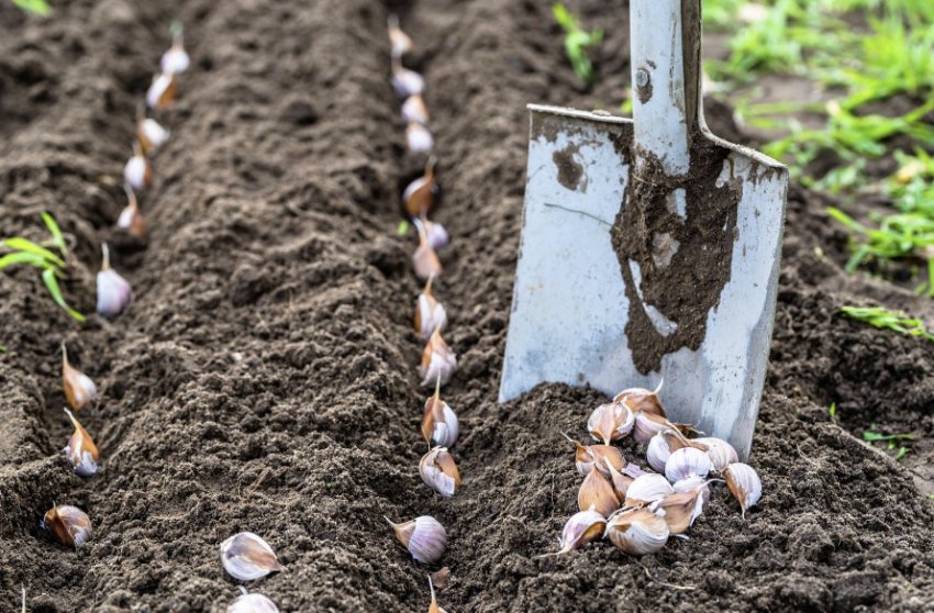 Посадка часнику Посадка часнику