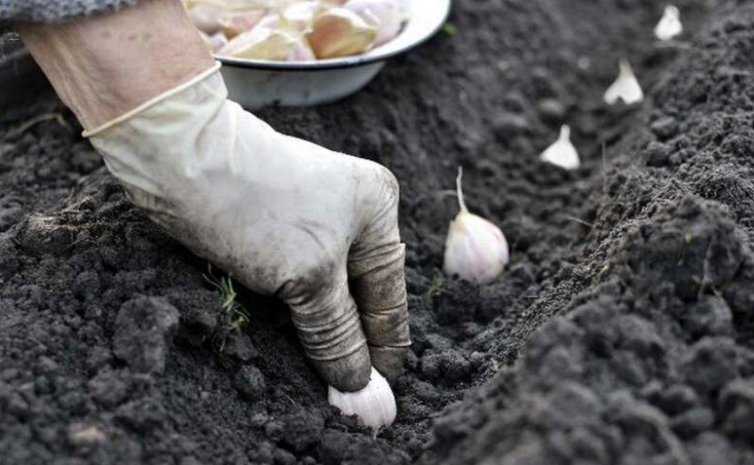 Посадка часнику Посадка часнику