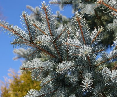 Опис та характеристика голубої ялини