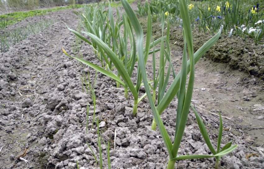 Часник на грядці Часник на грядці