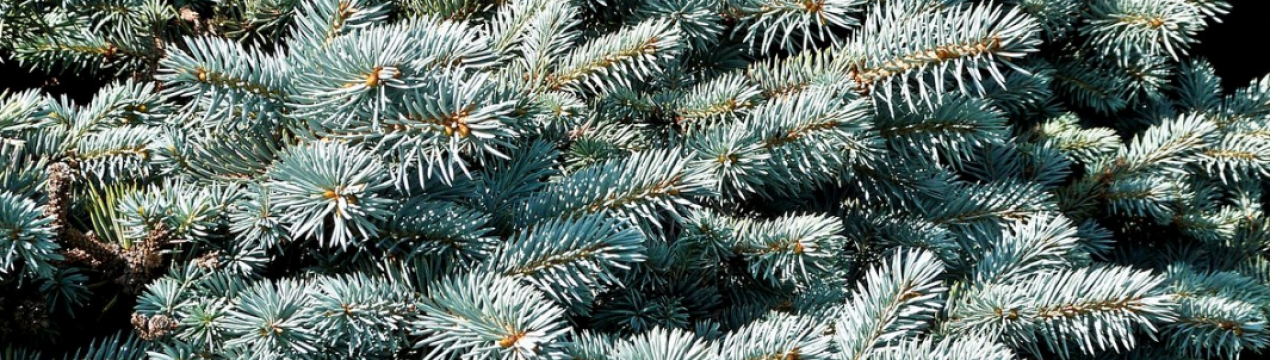 Опис колючої ялини Глаука, що виростає в Аризоні/Кейбаб, її висадка і догляд