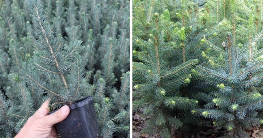 Ялина Аризона/Кейбаб