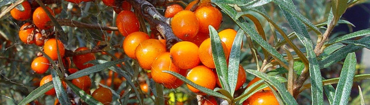 Описание и характеристика облепихи Перчик