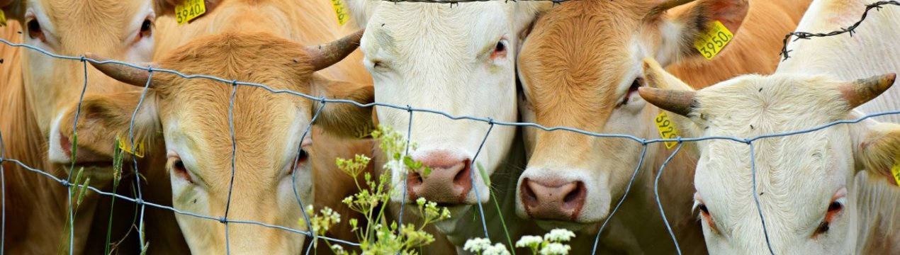 У Росії не вистачає двох мільйонів корів