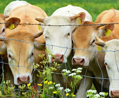 У Росії не вистачає двох мільйонів корів