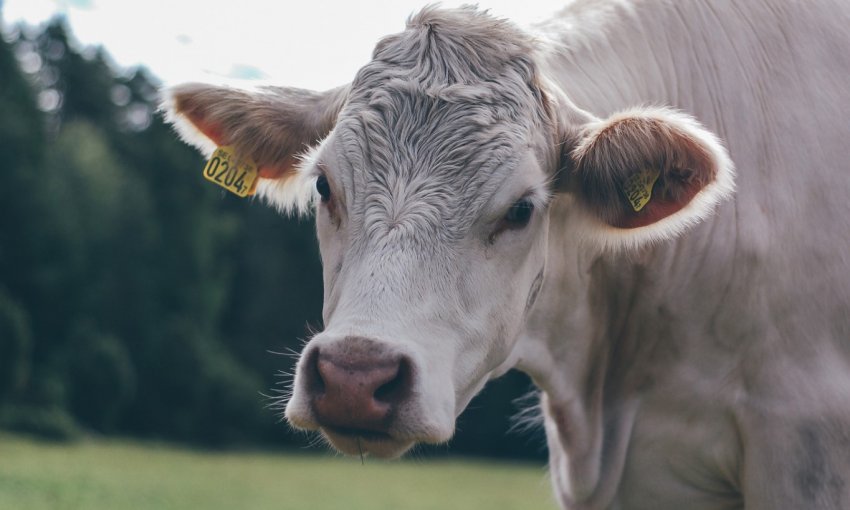 Росії не вистачає двох мільйонів корів
