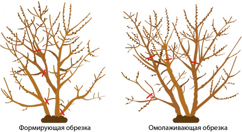 Схема обрезки облепихи Схема обрезки облепихи