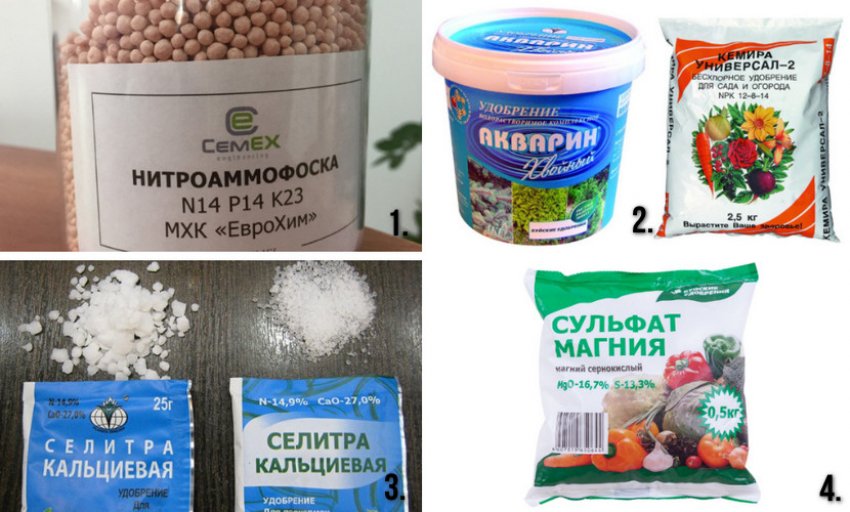 Удобрения для ели Удобрения для ели