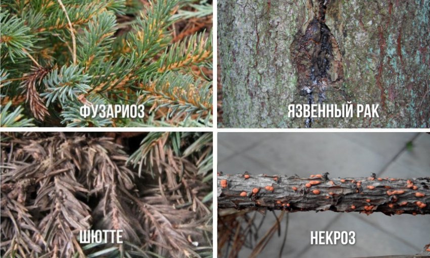 Хвороби ялини Хвороби ялини