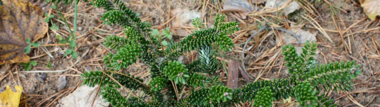 Описание пихты корейской Оберон, посадка и уход за ней