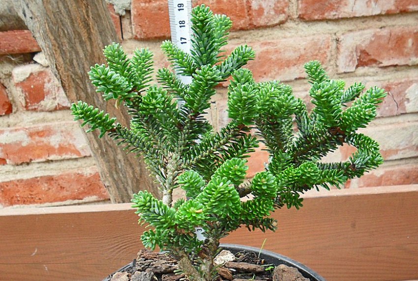 Саженец пихты