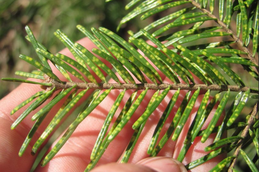 Ржавчина пихты