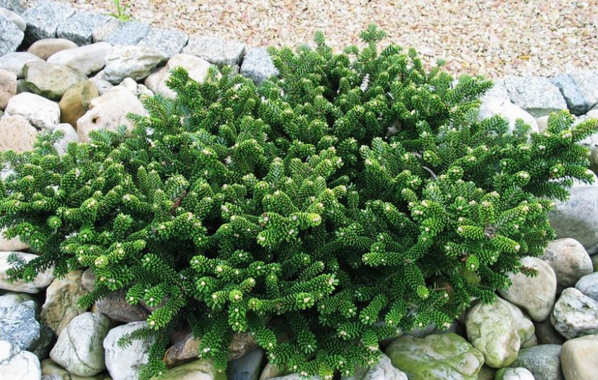 Пихта Оберон в ландшафтном дизайне