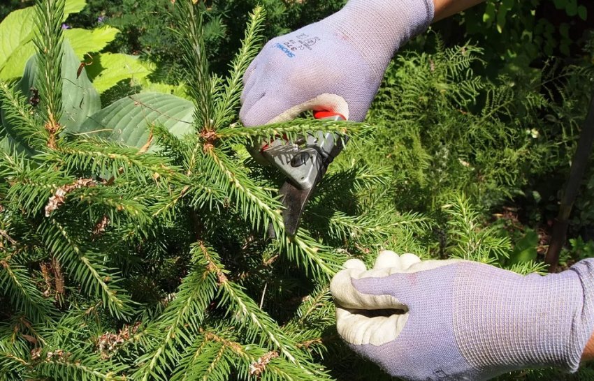 Санітарний обріз ялиці