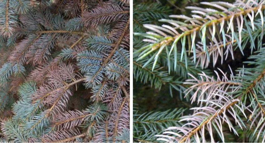 Ознаки захворювання ялиці