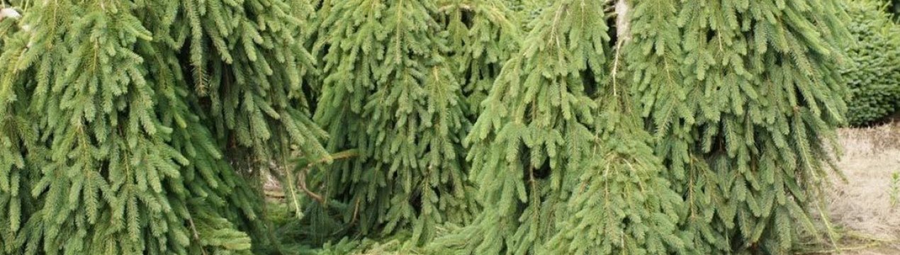 Опис та особливості звичайної ялиці сорту Фробург