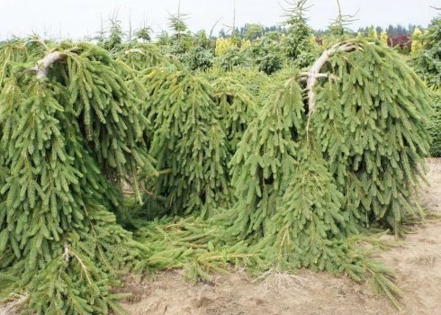 Опис та особливості звичайної ялиці сорту Фробург